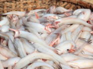 Cá khoai giá chẳng hề "khoai"