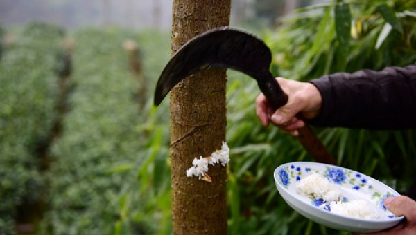 Dân làng Trung Quốc cho cây ăn cơm để “chóng lớn”