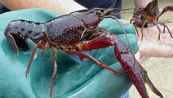 Dự án "lạ": Dẫn người Trung Quốc về phá lúa nuôi tôm hùm đỏ "10 càng"