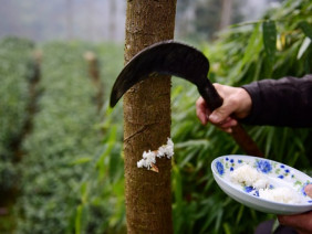 Dân làng Trung Quốc cho cây ăn cơm để “chóng lớn”