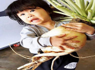 Củ cải "khủng" nặng 5,5kg siêu hiếm ở Lâm Đồng