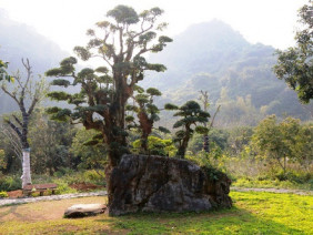 Độc nhất vô nhị cây duối nghìn năm có dáng “bàn tay phật” ở Ninh Bình