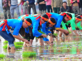 Ngày hội xuống đồng: Ngắm nữ nông dân thi cấy lúa nhanh, đều, đẹp