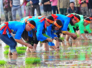 Ngày hội xuống đồng: Ngắm nữ nông dân thi cấy lúa nhanh, đều, đẹp