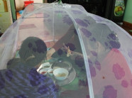 Dân bấn loạn vì ruồi nhiều vô kể, ăn cơm phải chen chúc trong màn