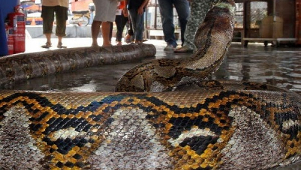 Người đàn ông xấu số bị con trăn rừng nặng 100kg siết chết