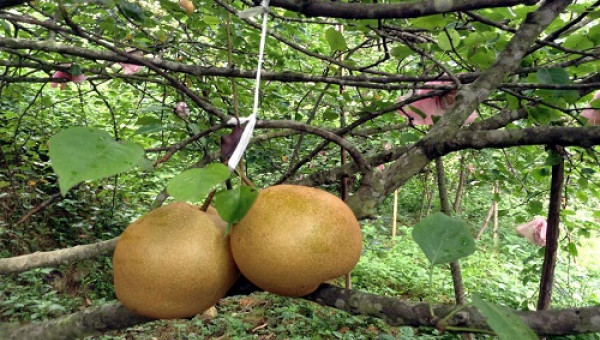 Đặc sản núi rừng: Lê Đông Khê Cao Bằng