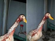 Chia sẻ lần đầu làm thịt vịt của cô gái làm dân mạng "choáng váng"