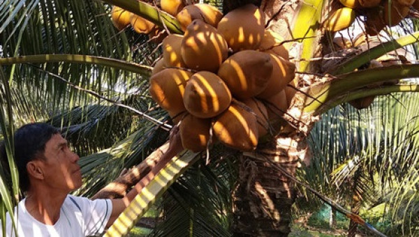 Nhà vườn ĐBSCL thu hàng trăm triệu đồng nhờ dừa Xiêm sốt giá
