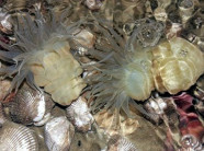 Kiếm tiền triệu mỗi ngày nhờ săn 'thần dược' hải sâm