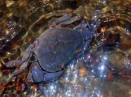 "Đặc sản" ngon và lạ từ khe suối