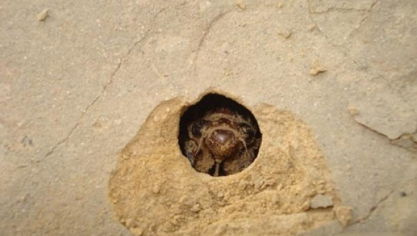 Con vật ẩn nấp dưới mặt đất 17 năm, người Mỹ sợ hãi nhưng người Việt lại đem chúng lên bàn ăn