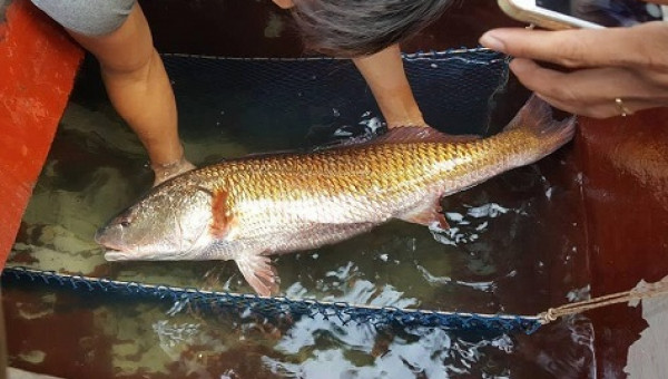 Nghệ An: Bắt được cá nặng 8kg, nghi sủ vàng quý hiếm