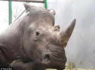 Lẻn vào vườn thú Pháp, bắn hạ tê giác rồi cưa sừng