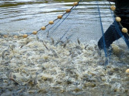 Cách nuôi tôm lãi 3 tỷ đồng/ha dễ như trở bàn tay