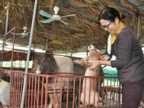 ĐỘC CHIÊU: Cho lợn nghe nhạc Pháp “hái” tiền tỷ mỗi năm