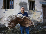 Choáng với cây nấm linh chi khổng lồ mới phát hiện ở TQ