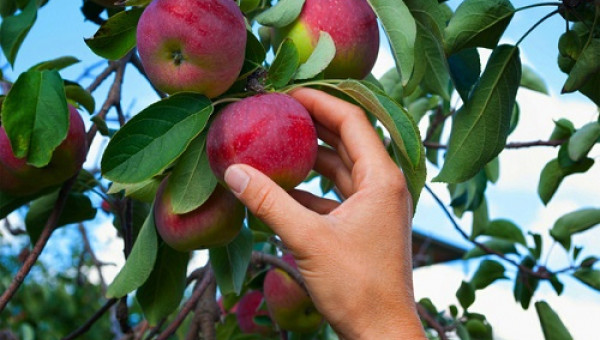 Phát hiện mới về nguồn thực phẩm có thể chống lại kháng kháng sinh, an toàn cho não trẻ