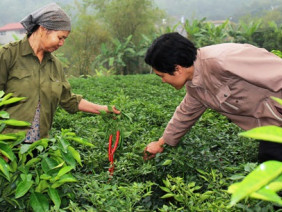 Bắc Ninh: Trồng ớt chỉ thiên lãi đến 8 triệu đồng/sào