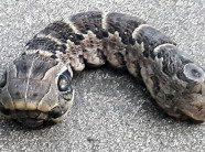 Phát hiện "quái vật rắn hai đầu" kỳ dị trong vườn nhà