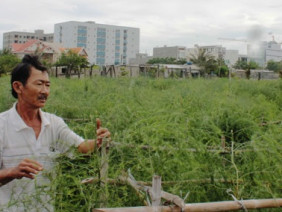 Trồng cây tiền tỷ: Khó tin măng tây xanh... xanh giữa vùng "sa mạc"