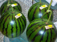 Dưa hấu Quảng Ngãi chín thối, sao vẫn ham mua dưa Nhật giá 2 triệu?