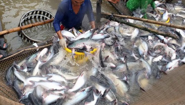 90% cá tra bán tại Mỹ được nhập từ Việt Nam