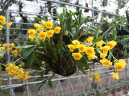 Trồng cây tiền tỷ: Vợ chồng 7x vừa ngắm hoa lan vừa "hái" tiền