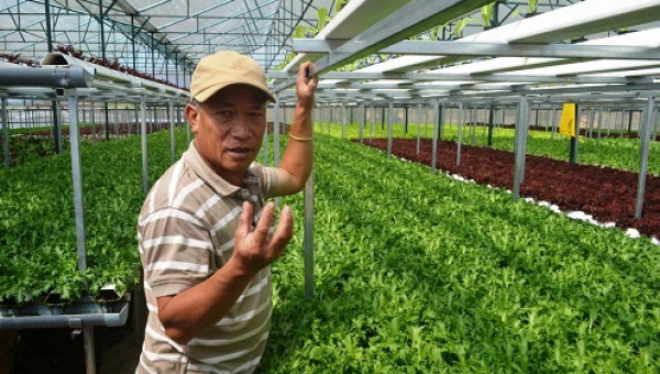 CỰC ĐỘC: Trồng rau 2 tầng không cần đất, năng suất tăng gấp đôi