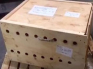 Chiếc thùng gỗ bí ẩn bị giữ suốt 7 ngày, khi mở ra nhân viên sân bay kinh ngạc thấy thứ bên trong