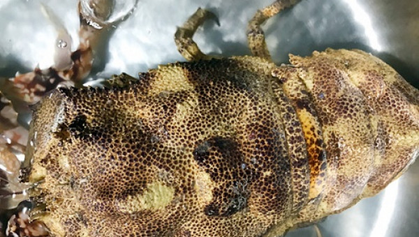 "Vượt mặt" tôm vua, loài tôm đặc biệt này có giá hơn nửa chỉ vàng