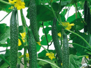 Chàng trai trẻ xứ Nghệ bỏ 1,5 tỷ đồng trồng dưa chuột Nhật, lãi 200 triệu