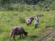 Quá tài: Nuôi 50 con trâu,bò không cần chăn chỉ cho ăn mấy hạt muối