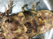 "Vượt mặt" tôm vua, loài tôm đặc biệt này có giá hơn nửa chỉ vàng