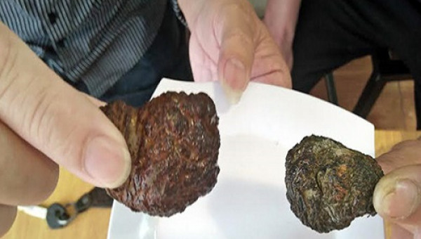 Nghệ An: Mổ dê, phát hiện vật lạ nghi là "dương bảo" quý hiếm