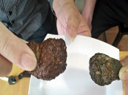 Nghệ An: Mổ dê, phát hiện vật lạ nghi là "dương bảo" quý hiếm