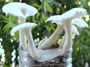 Tự trồng nấm lớn vù vù bằng bã cafe: Tại sao không?