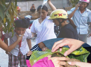 Gần 20 học sinh cấp cứu vì nhầm quả ngô đồng là quả óc chó ăn để thông minh