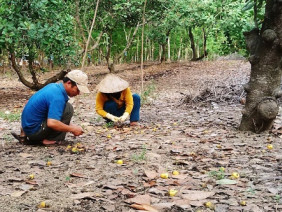 Cây tỷ đô rụng quả hàng loạt: Nông dân mất hàng trăm triệu đồng