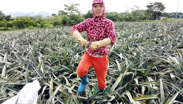 Thanh Hóa: Thương lái Trung Quốc ồ ạt mua dứa xanh bất thường