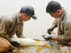 Chép lai Việt Nam-Trung Quốc: đẹp mã, thịt ngon, giá bán cao