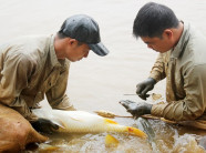 Chép lai Việt Nam-Trung Quốc: đẹp mã, thịt ngon, giá bán cao