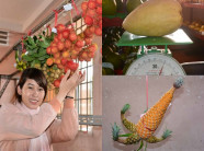 Xem xoài lê nặng 2kg, dứa "sinh năm", cam sành 1kg...ở Bến Tre