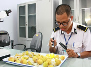 Trước khi được cấp "visa" vào Úc, vải thiều bị soi như thế này đây