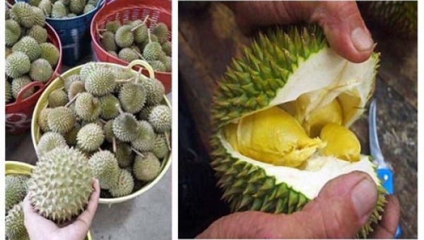 Hoang mang về giống sầu riêng lạ bán đầy trên mạng