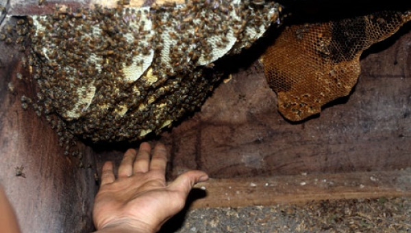 Lạ kỳ: Ong rừng về làm tổ trong tủ quần áo, loa thùng, tủ tivi nhà dân