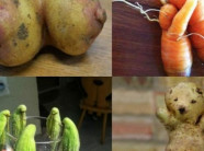 Khi rau củ biết ... "làm trò": Đến thượng đế cũng phải bật cười