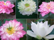 Bộ sưu tập sen "khủng- lạ- hiếm" của tay chơi khét tiếng vịnh Bắc Bộ