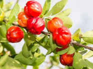 "Trái vàng của sản vật Việt", dân Nhật mê tít còn dân ta lại bỏ đi?