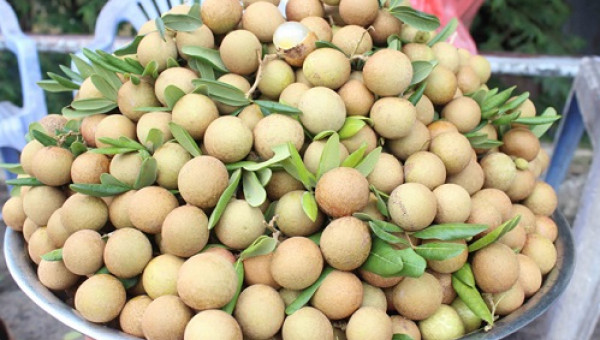 Đặc sản miệt vườn: Nhãn vàng Mỹ Đức, đắt xắt ra miếng